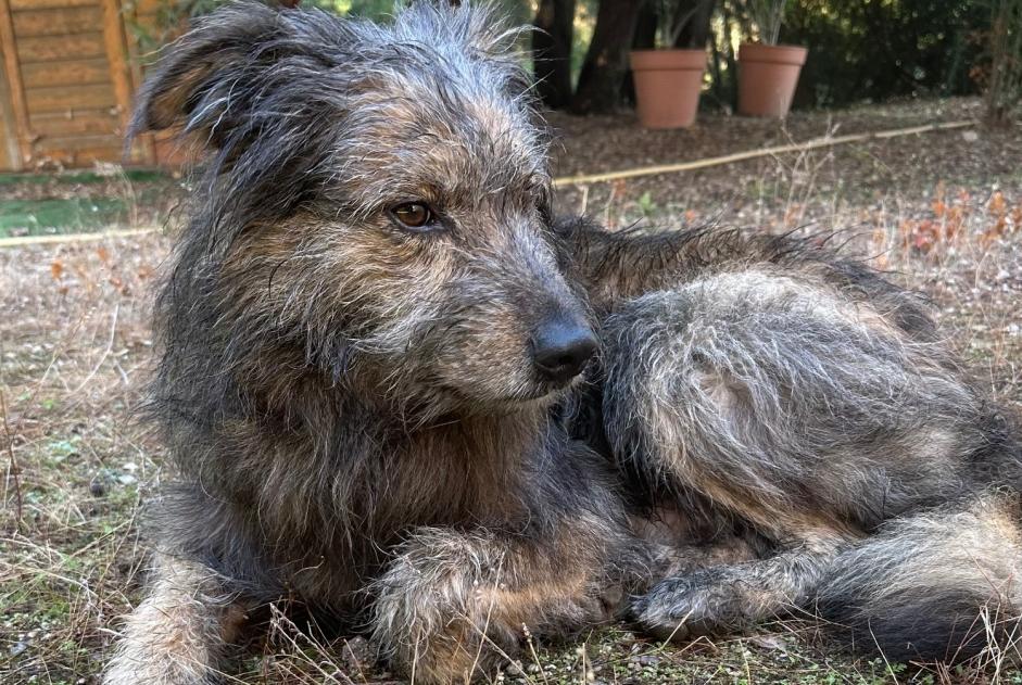 Fundmeldung Hund Männliche , 6 Jahre Speloncato Frankreich