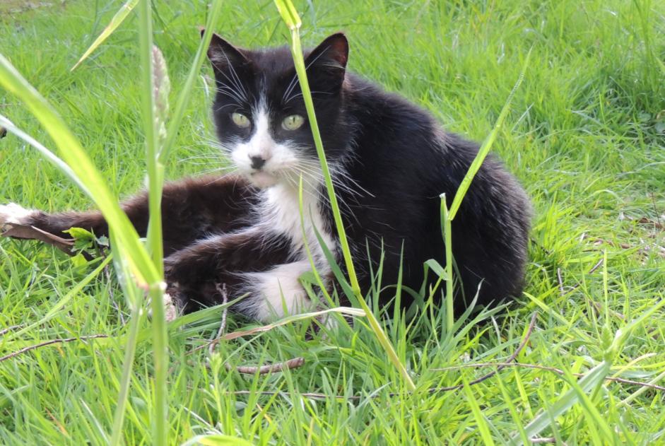 Vermisstmeldung Katze Männliche , 12 jahre La Lande-Patry Frankreich