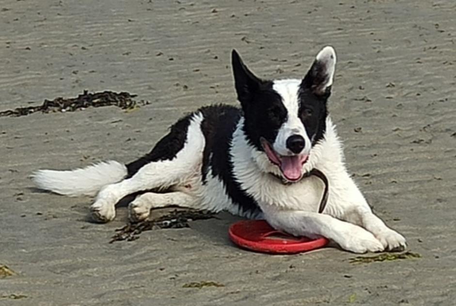 Avviso scomparsa Cane incrocio di razze Maschio , 11 anni Moncy Francia