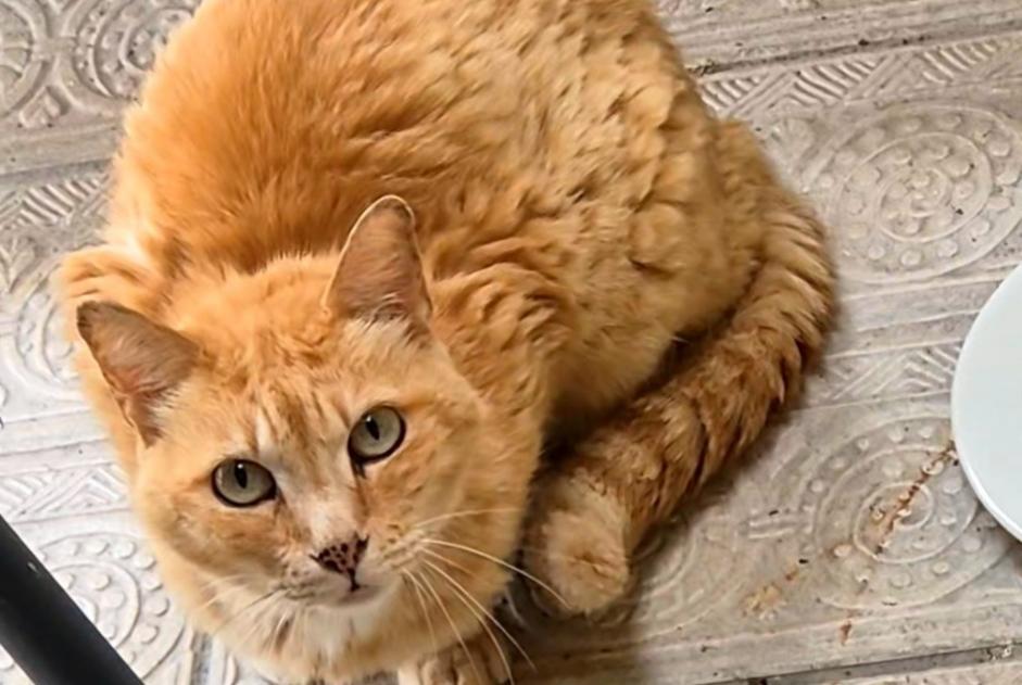 Alerta descoberta Gato Desconhecido Ivry-la-Bataille France