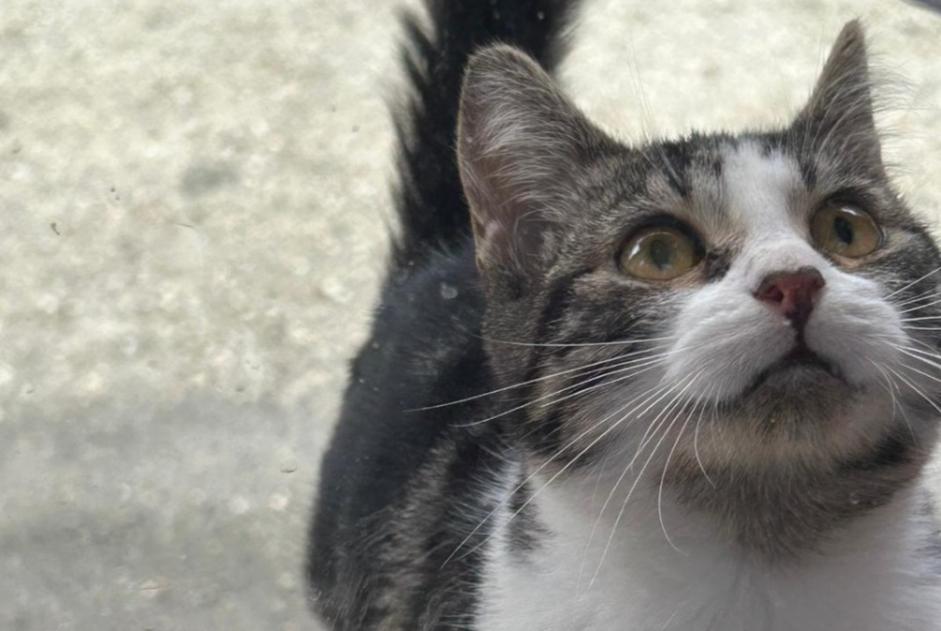 Alerta descoberta Gato Fêmea Montauban France