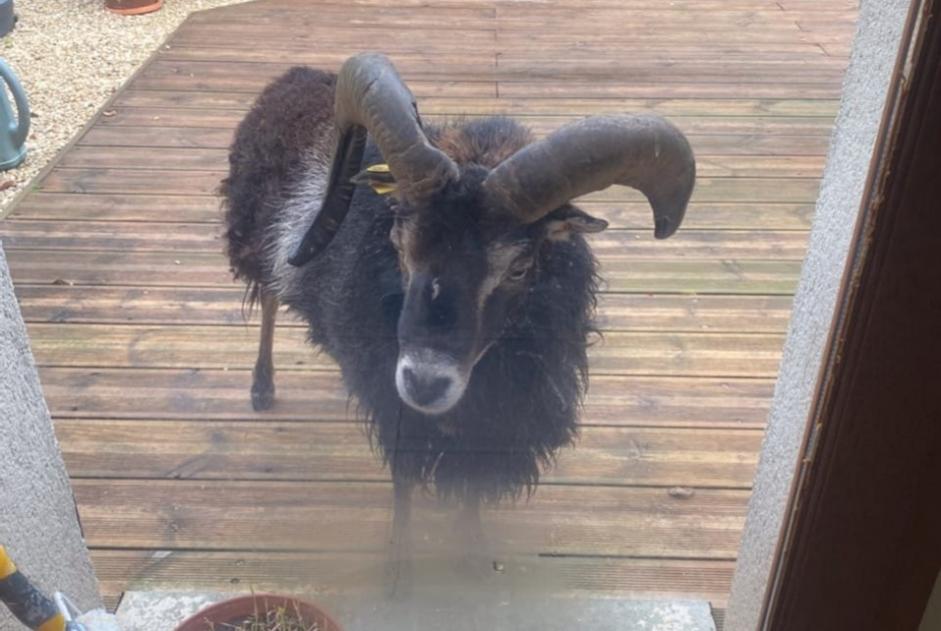 Alerta descoberta Outro belier Macho Sainte-Geneviève-lès-Gasny France